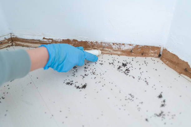 Best Emergency Pest Control  in Marlboro Meadows, MD